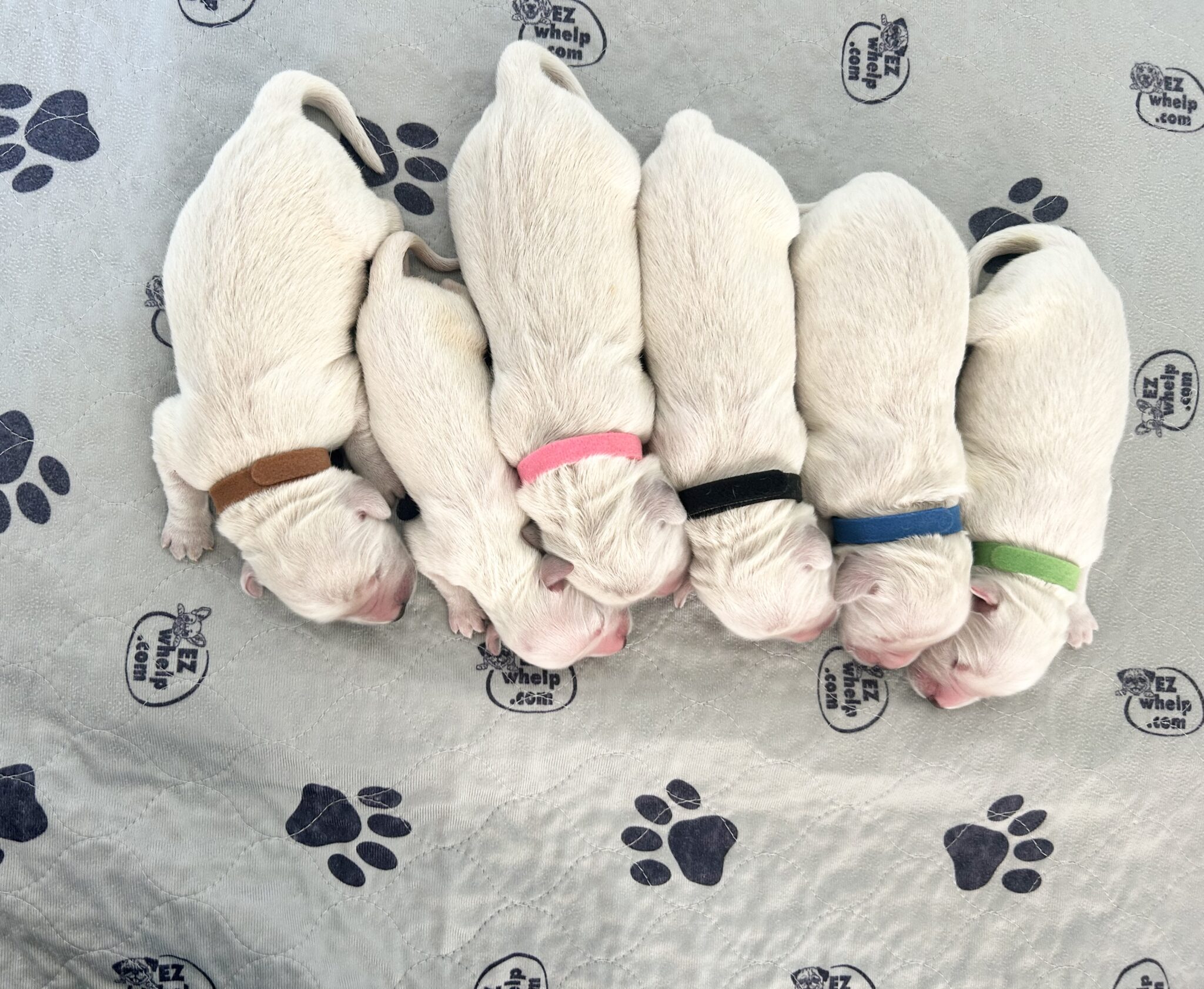 Shelby River Newborn Puppy Picture