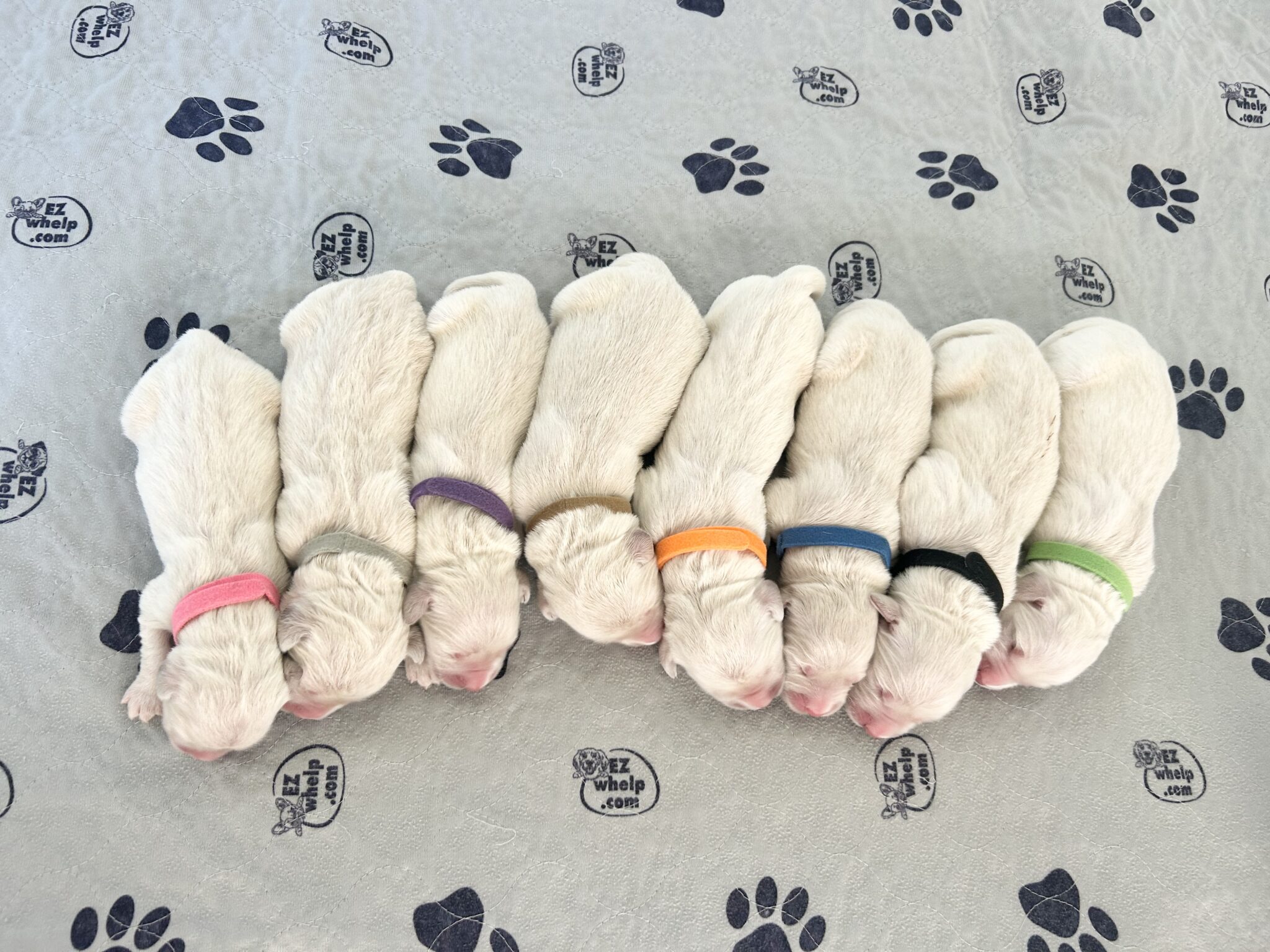 Skye and River Litter