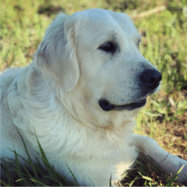 a dog lying in the grass