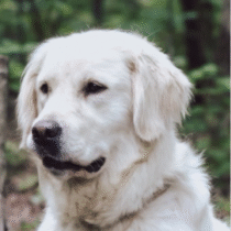 a dog sitting in the woods