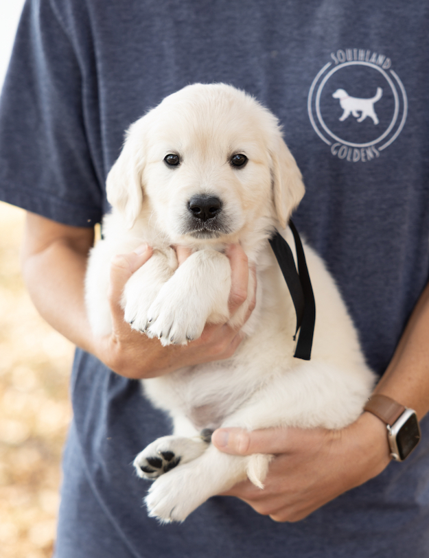 a person holding a puppy