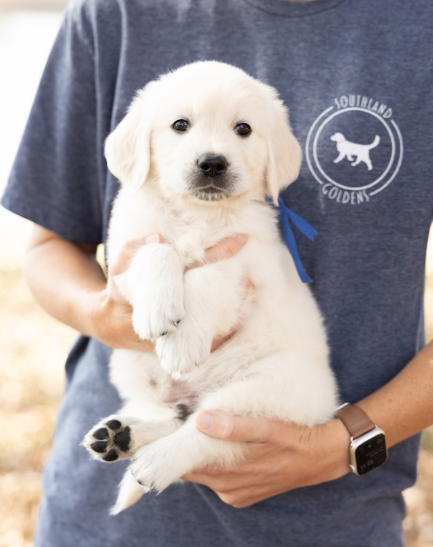 a person holding a puppy