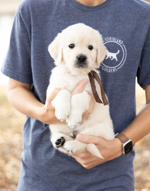 a person holding a puppy