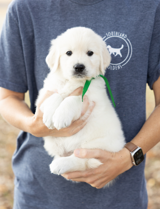 a person holding a white puppy