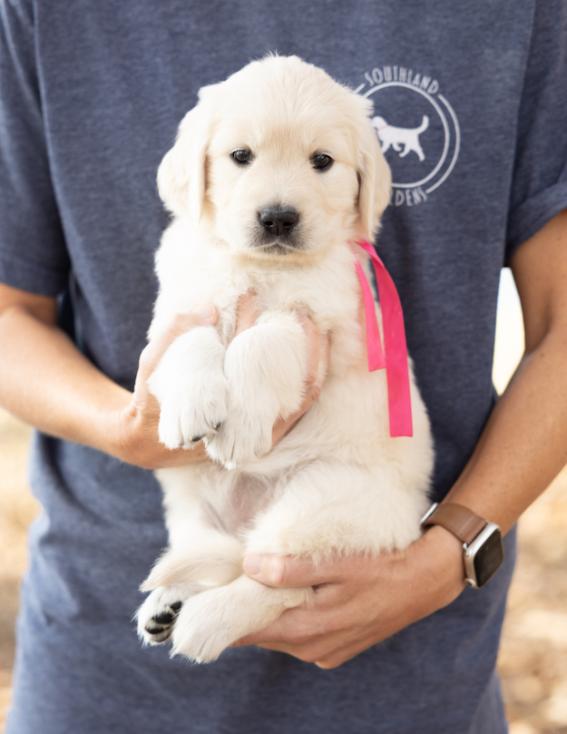 a person holding a puppy
