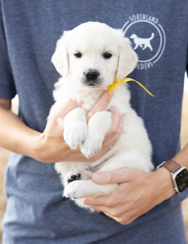 a person holding a puppy