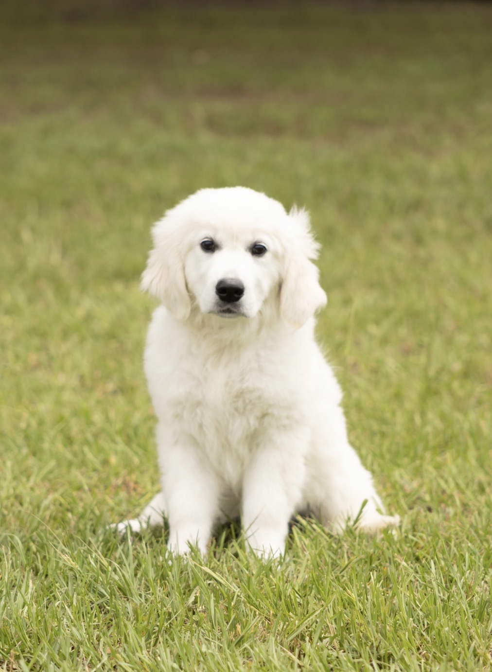 a white puppy sitting in grass