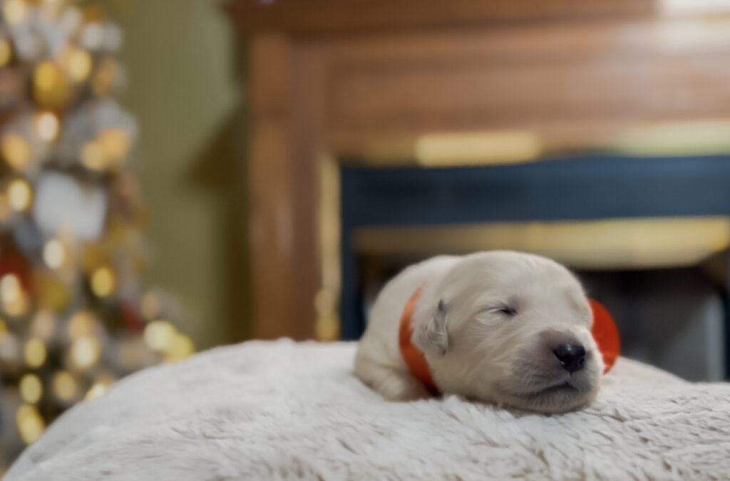 a dog sleeping on a white blanket