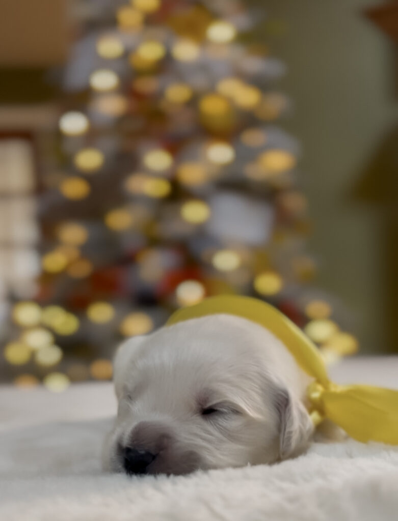 a puppy sleeping on a blanket