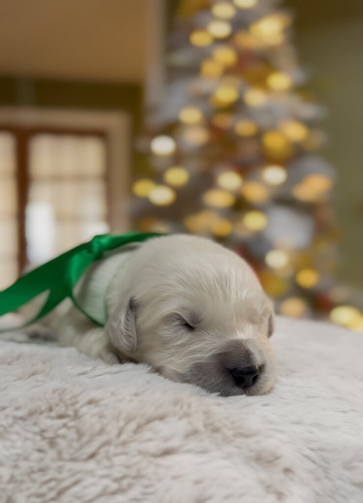 a puppy sleeping on a blanket