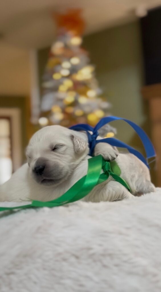 a puppy with a blue ribbon around its neck
