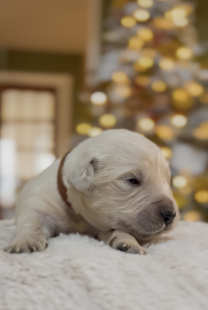 a white puppy lying on a white blanket