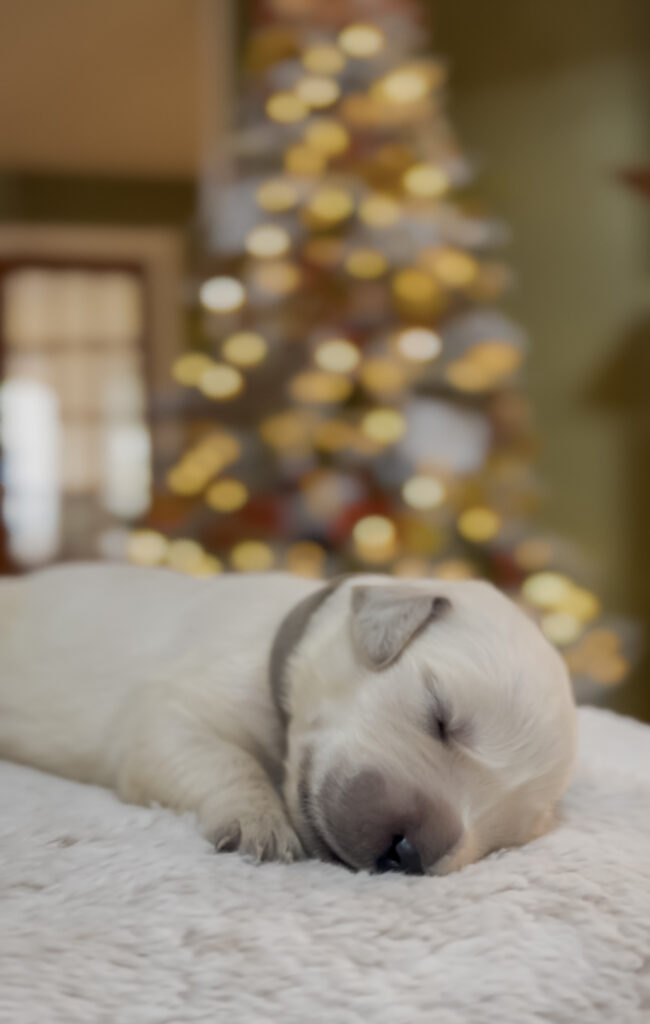 a dog sleeping on a blanket