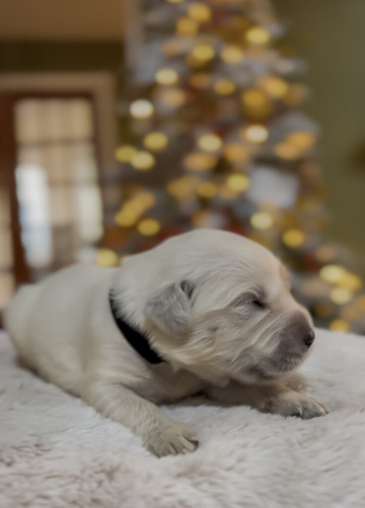 a dog lying on a blanket