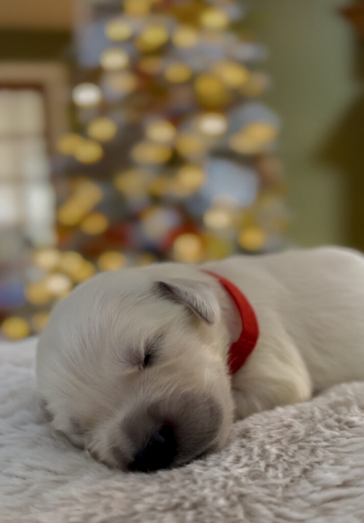 a white puppy sleeping on a blanket