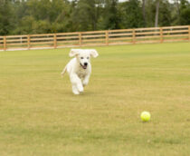 a dog running towards a ball