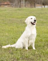 a dog sitting in a grassy field