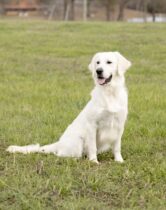 a dog sitting in grass