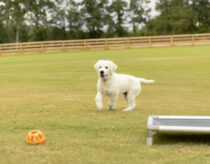 a dog running on grass