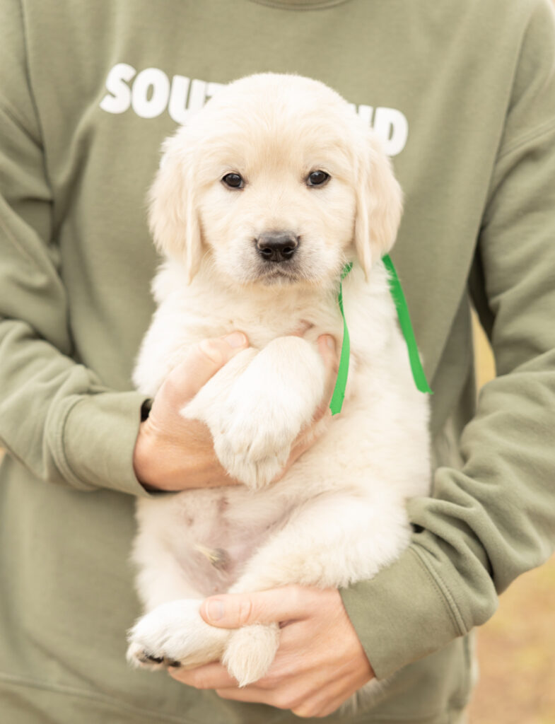 a person holding a puppy