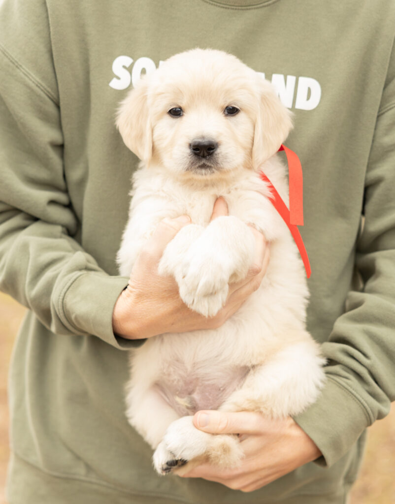 a person holding a puppy