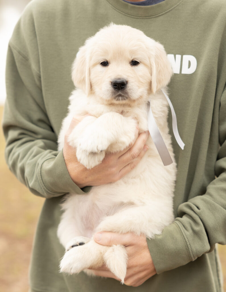 a person holding a puppy