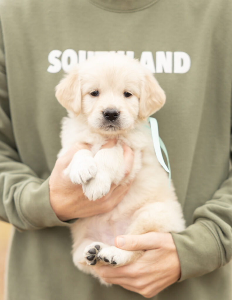a person holding a puppy