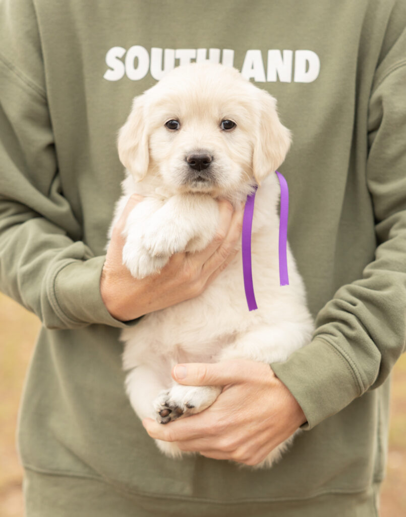 a person holding a puppy