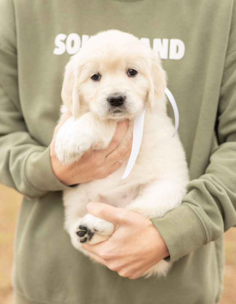 a person holding a puppy