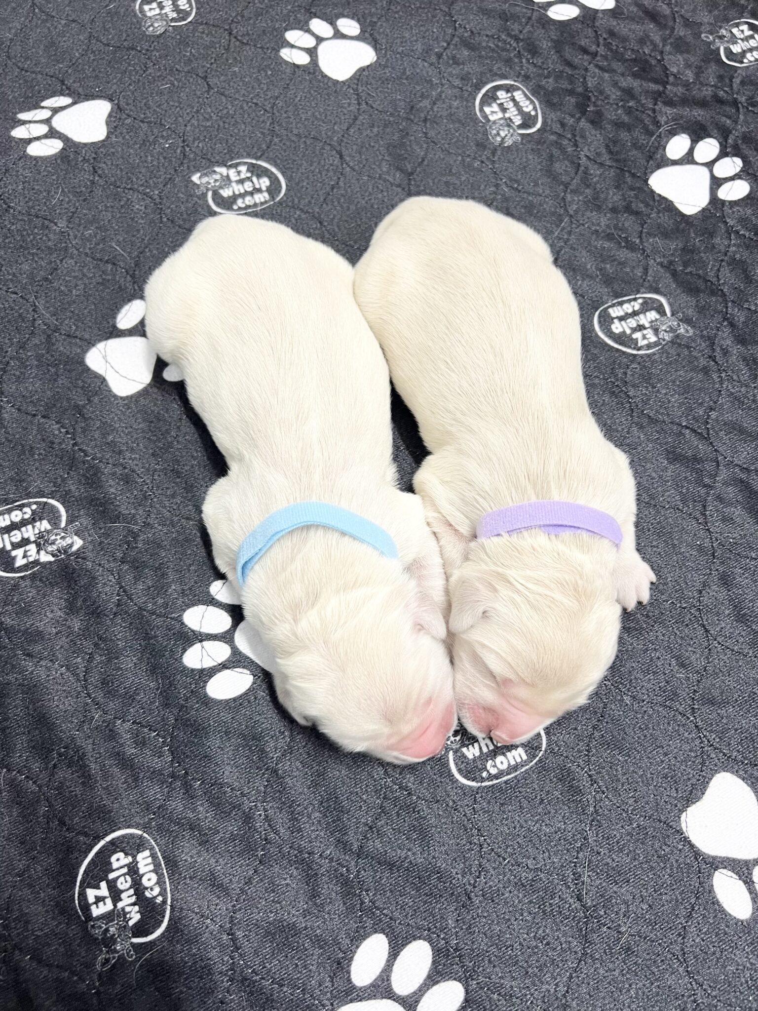 Two English Golden Retriever puppies