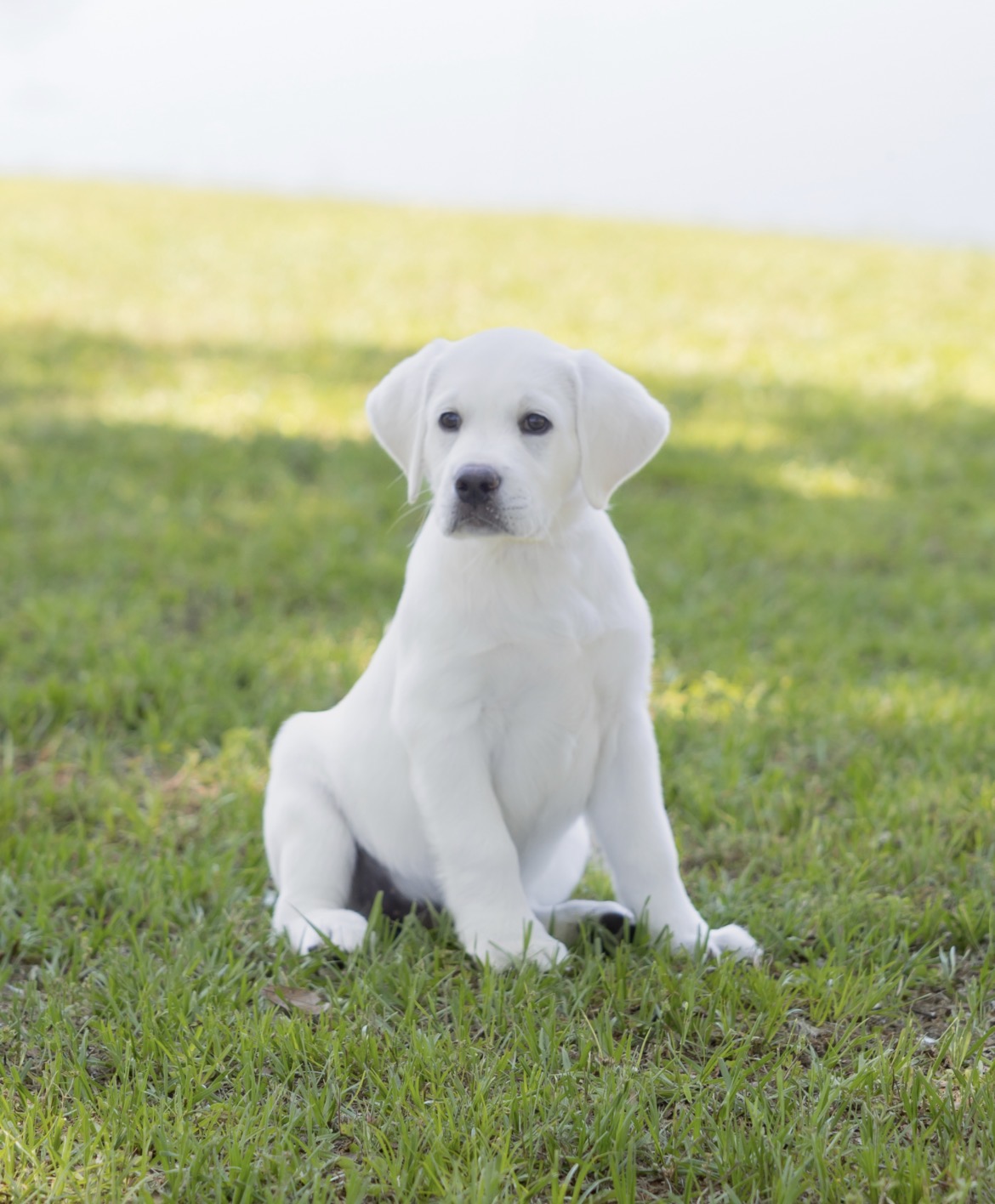 a white puppy sitting in grass