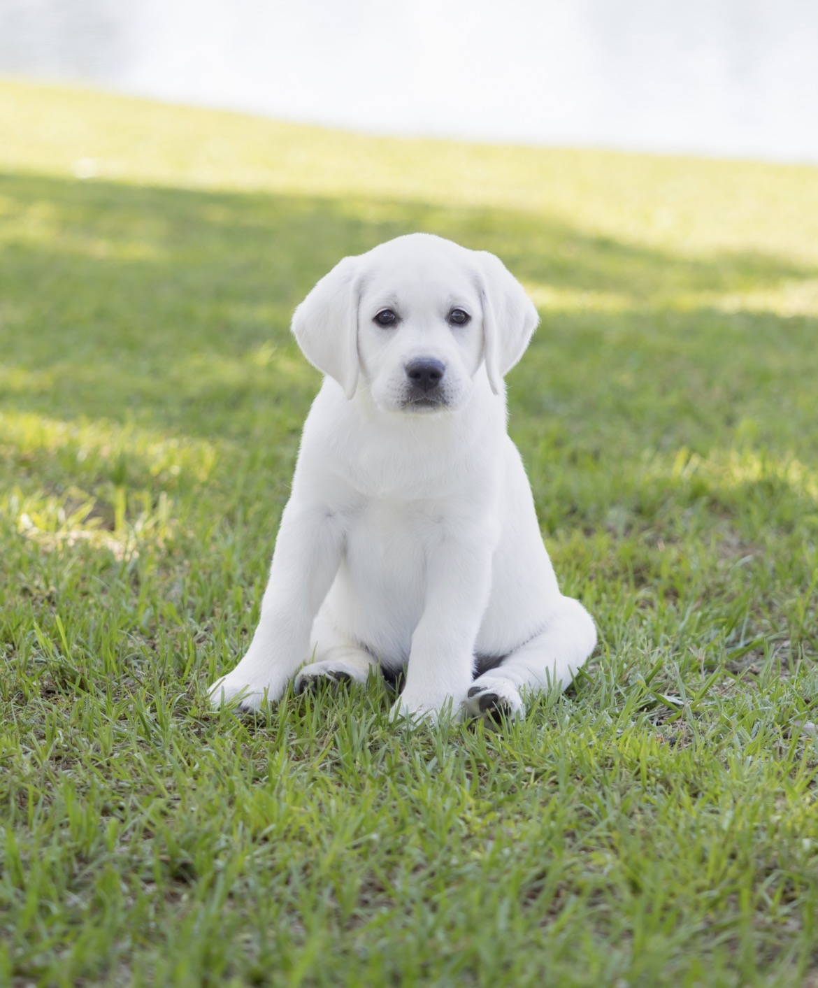 a white puppy sitting in grass