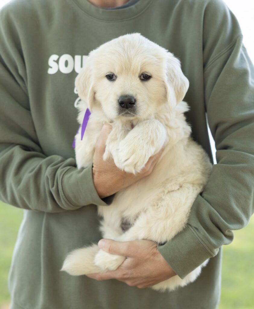 a person holding a puppy