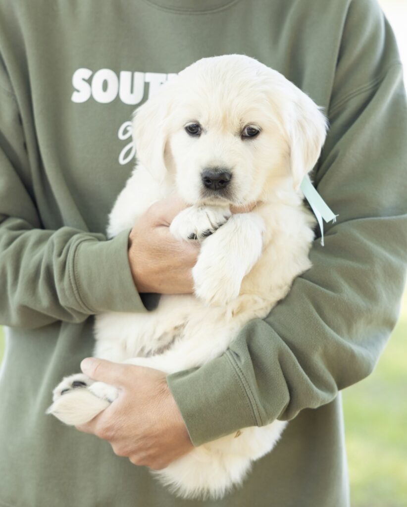 a person holding a puppy