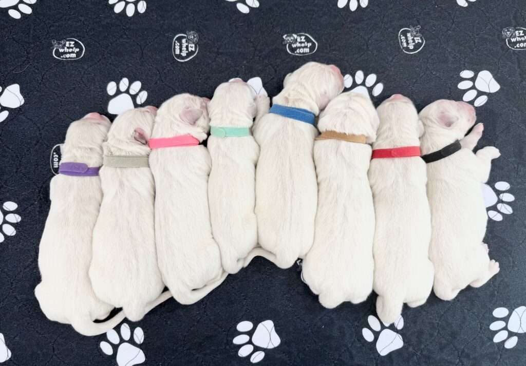 a group of puppies lying on a black surface