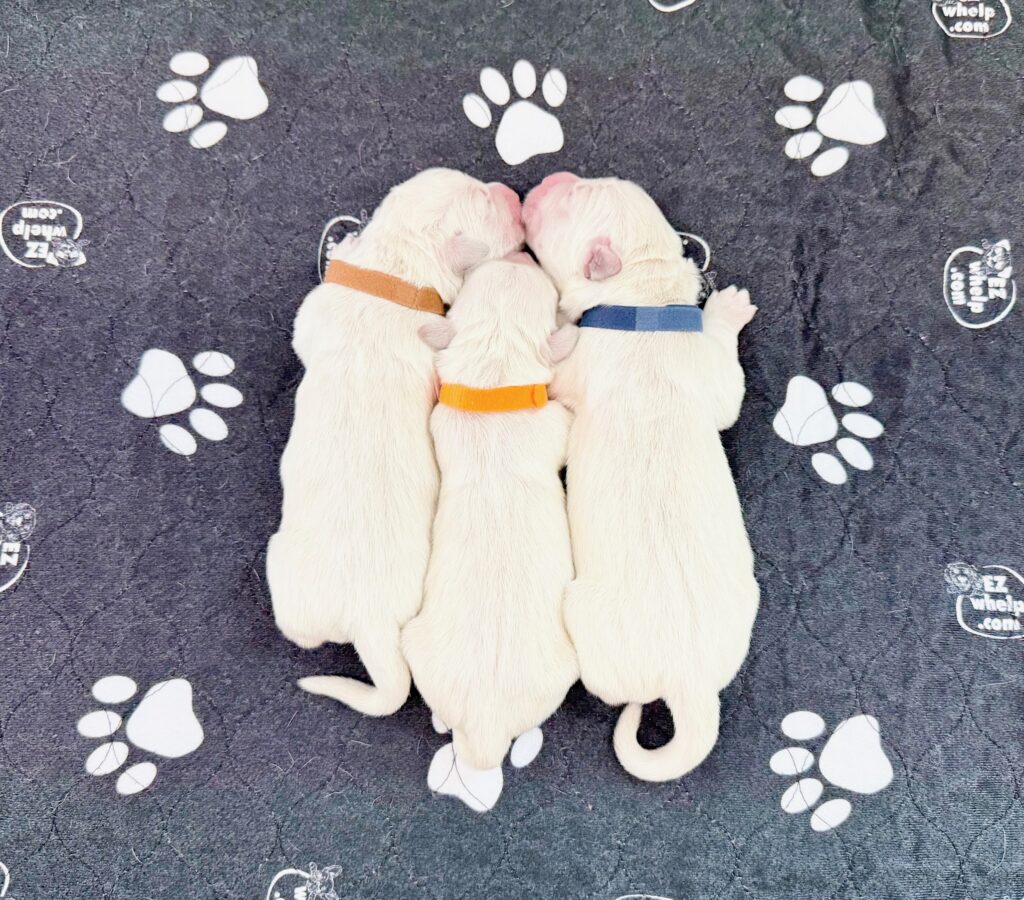 a group of puppies lying on a blanket with paw prints