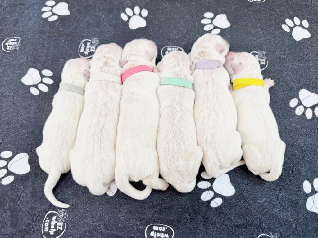 a group of puppies lying on a black surface