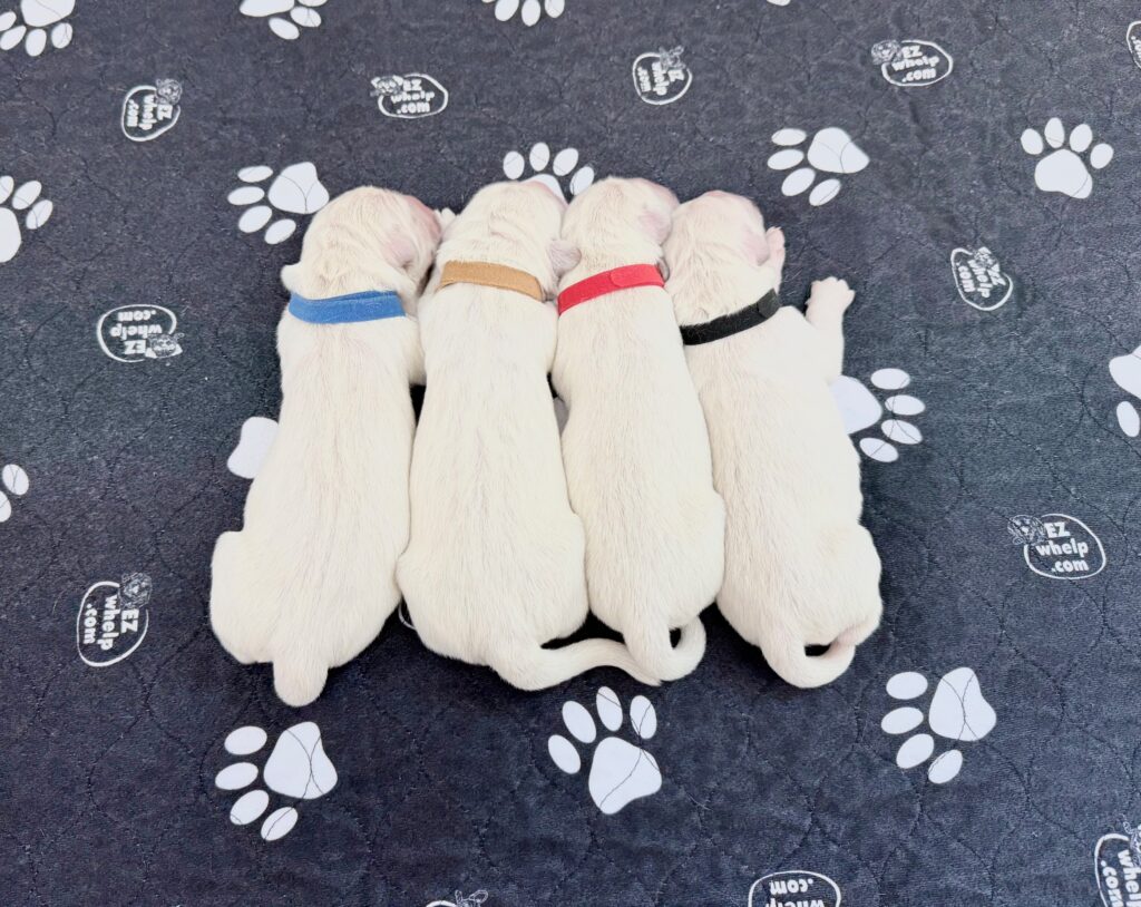 a group of puppies lying on a blanket