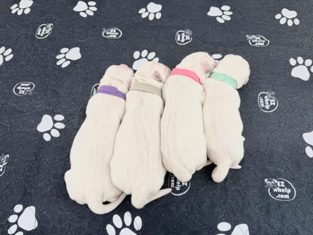 a group of puppies lying on a black surface