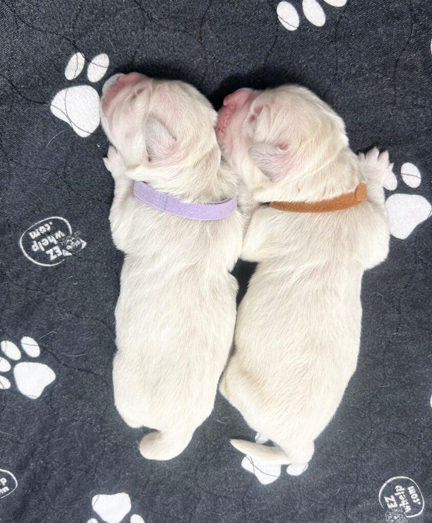 two puppies lying on a blanket