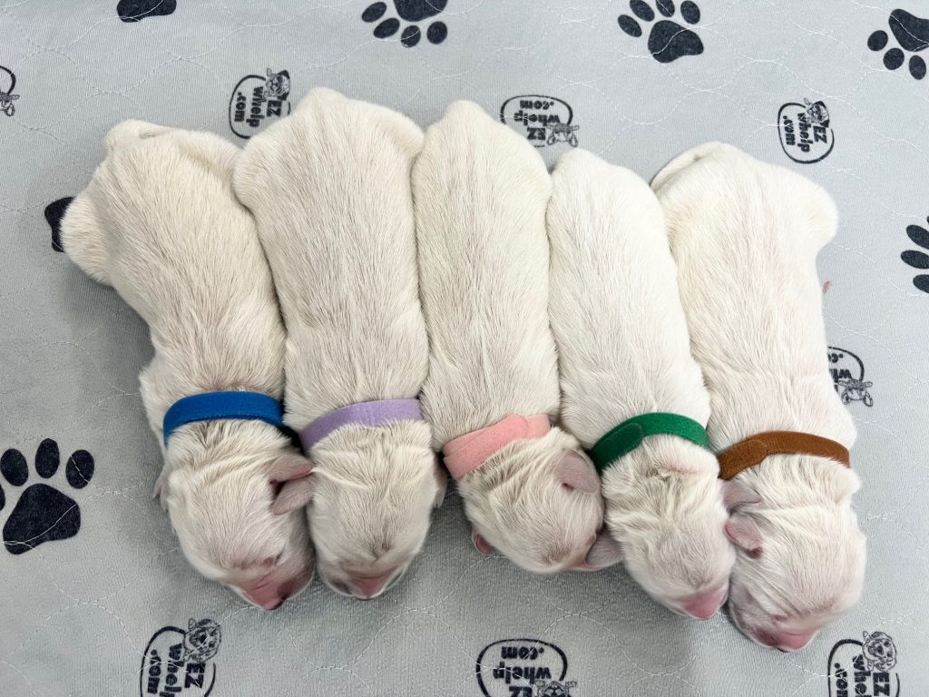 a group of puppies with colorful collars