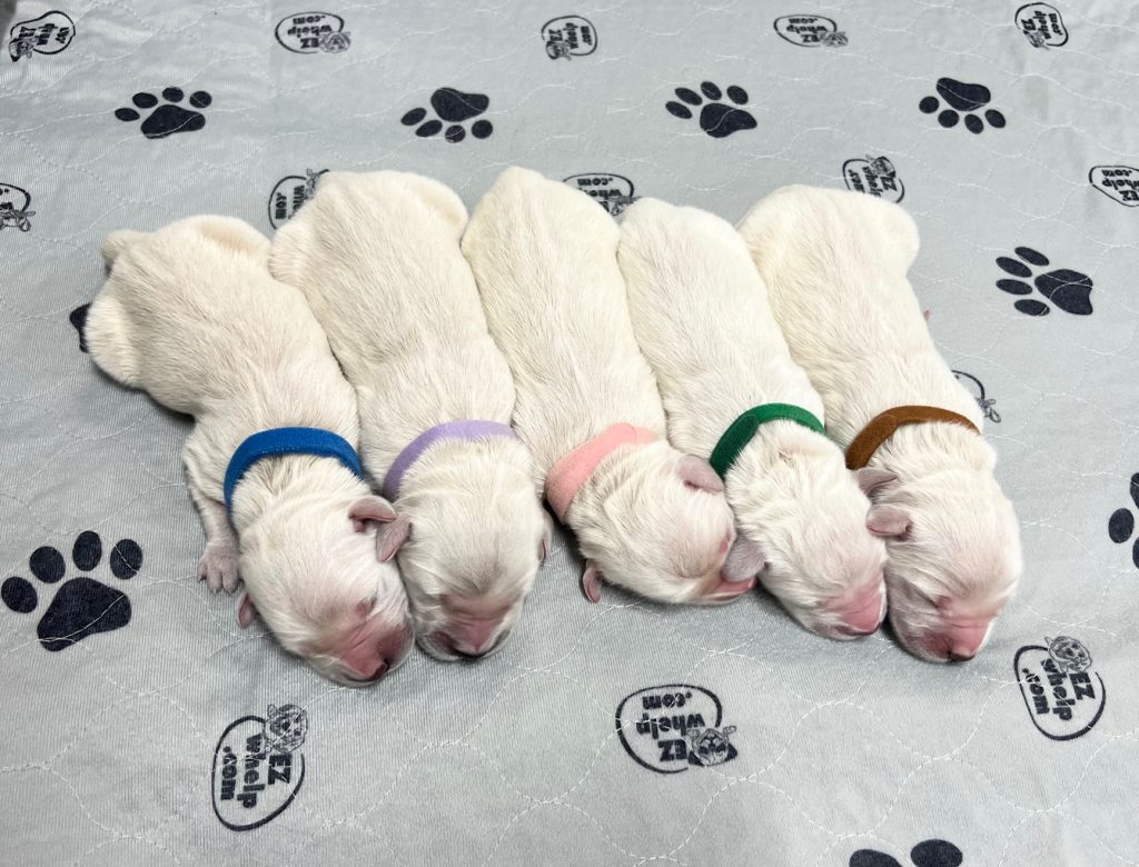 a group of puppies sleeping on a blanket