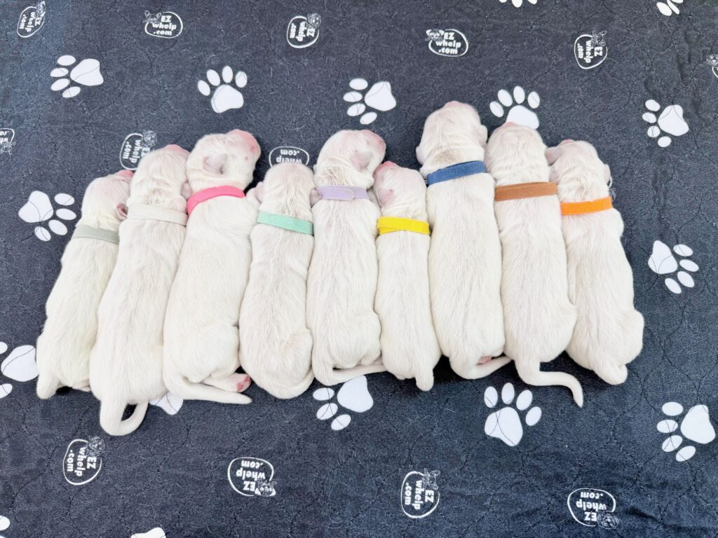 a group of puppies with colorful collars