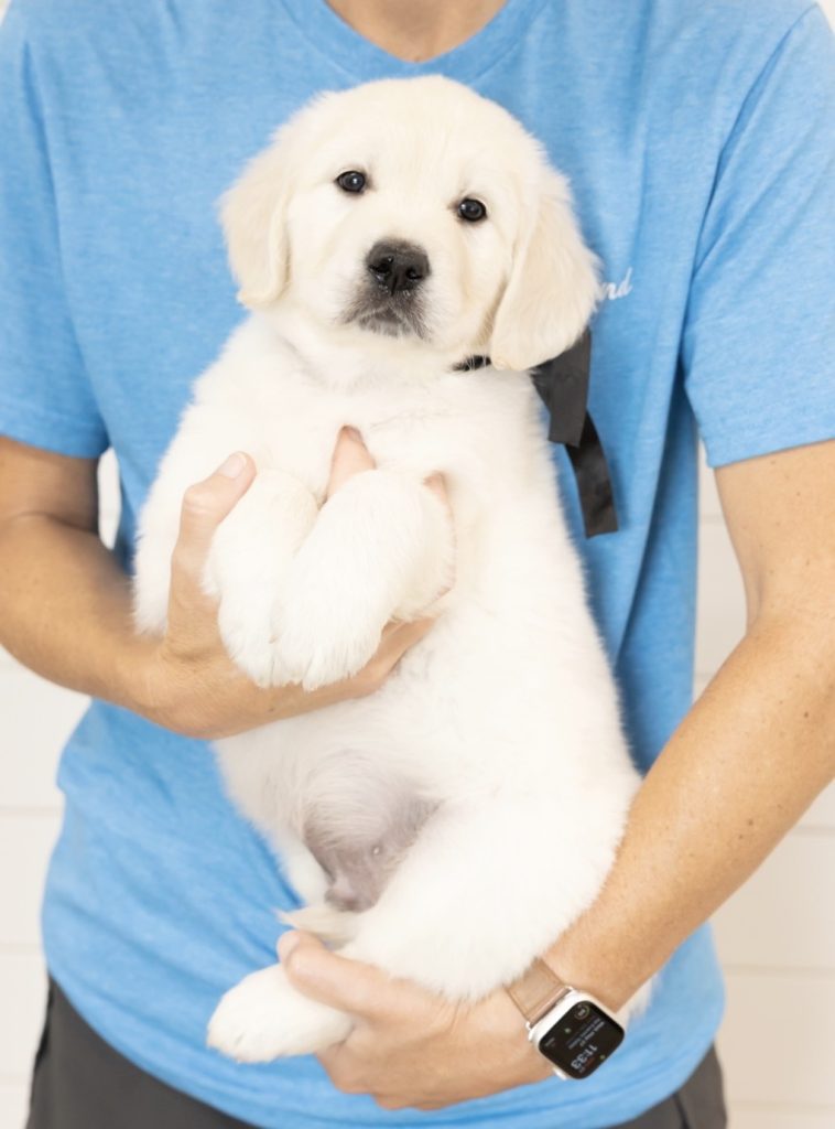 a person holding a puppy