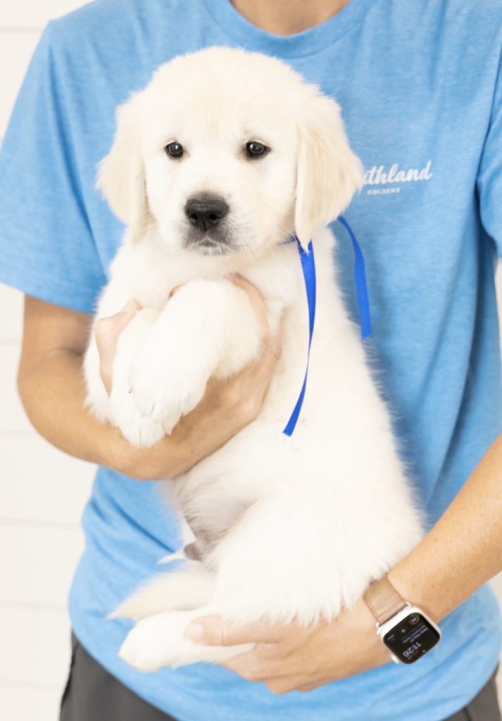a person holding a puppy