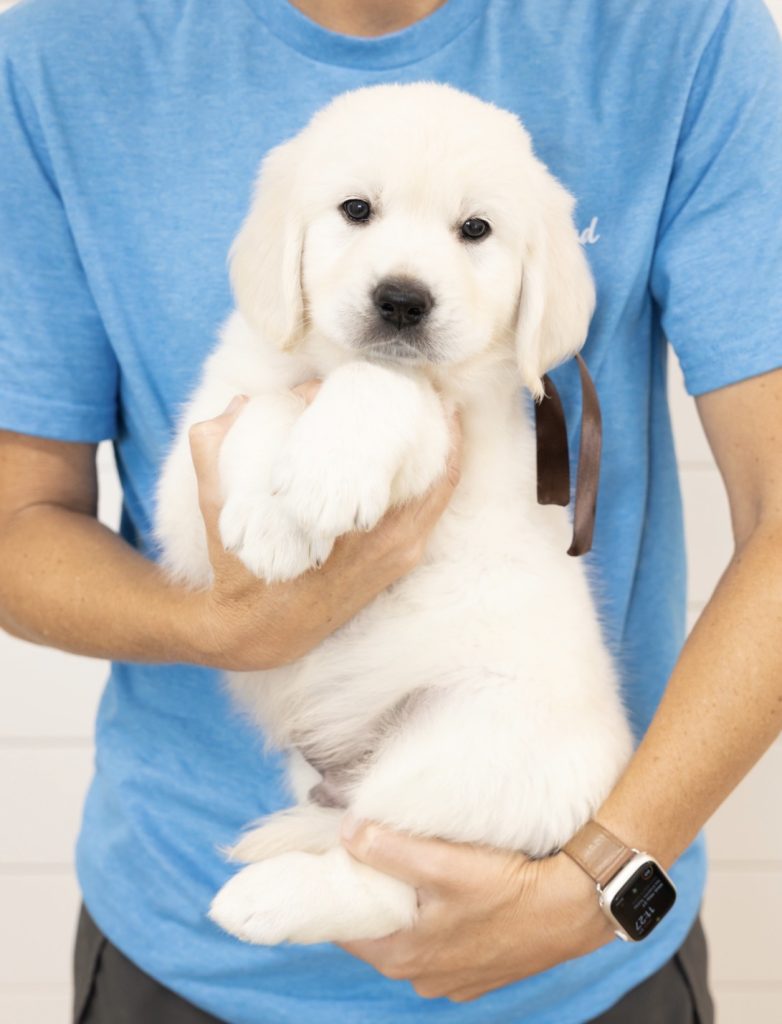 a person holding a puppy