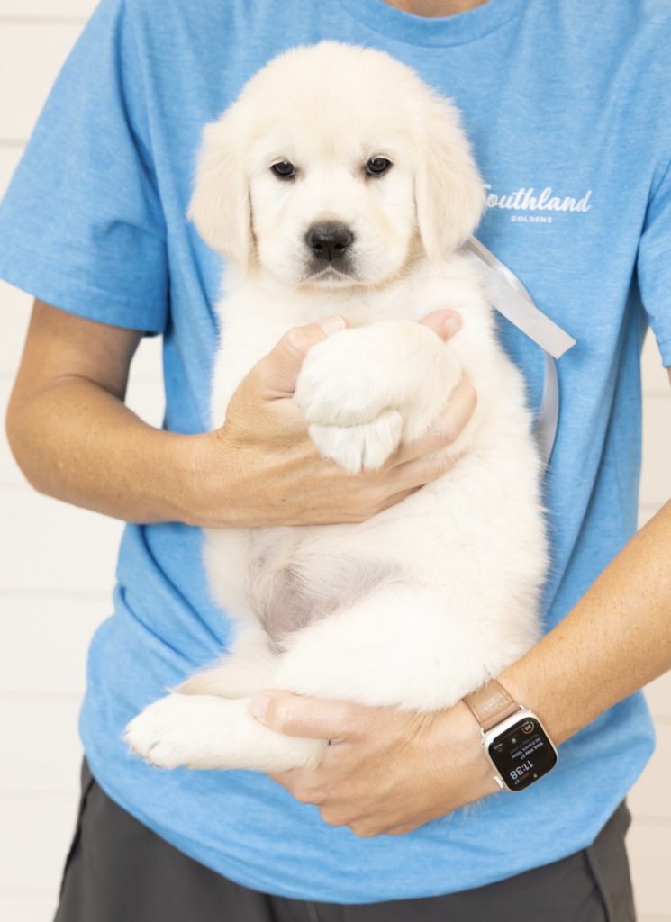 a person holding a puppy