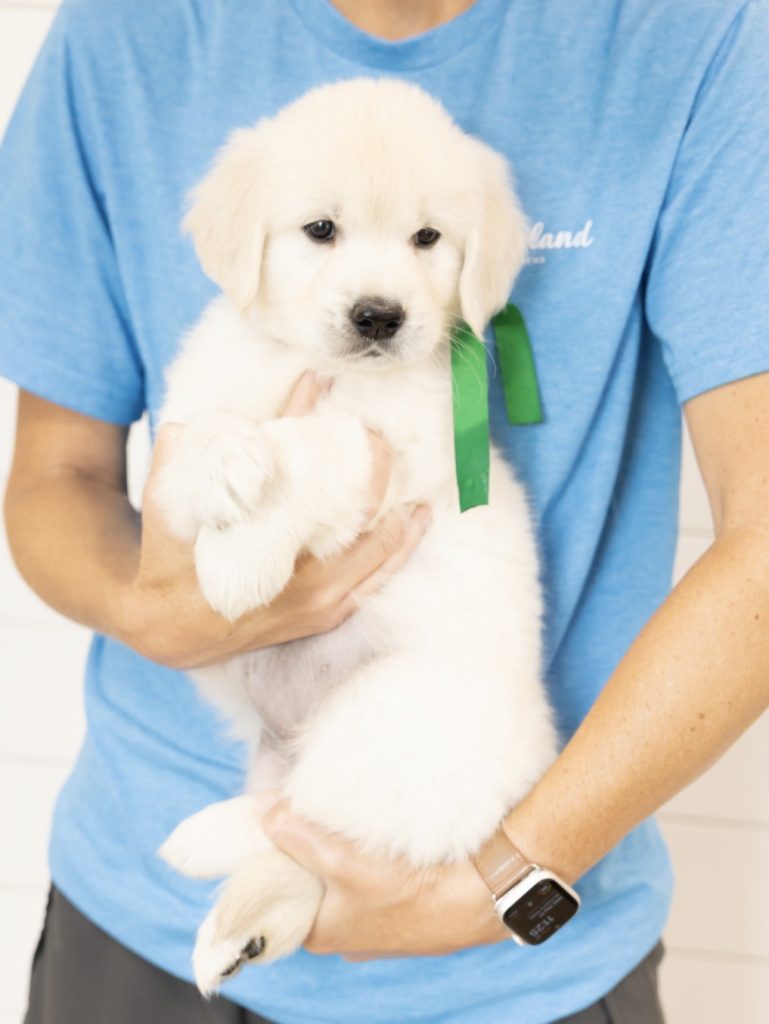 a person holding a puppy