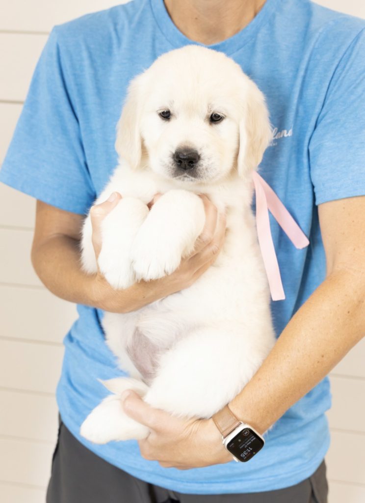 a person holding a puppy