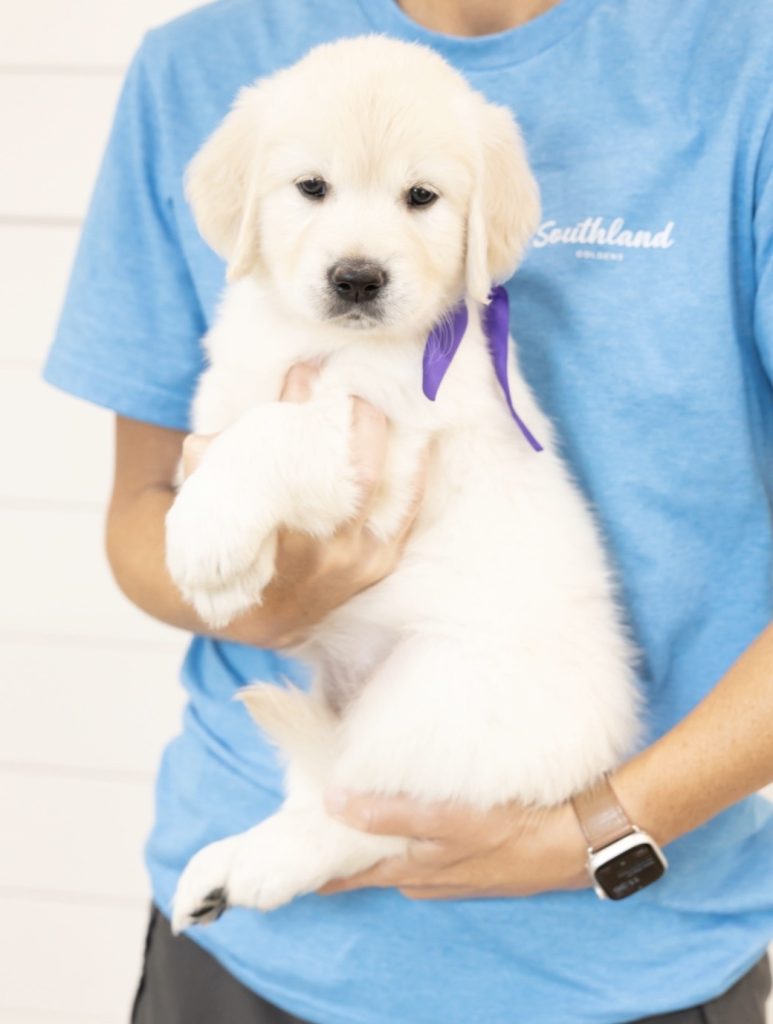 a person holding a puppy